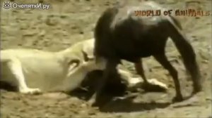 Драки животных!
