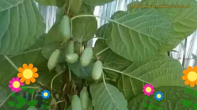 Актинидия коломикта Вафельная. Краткий обзор, описание характеристик Actinidia Kolomikta
