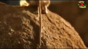 Южнорусский тарантул