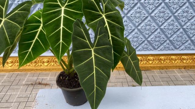 How to Propagate and grow Alocasia Frydek Plants from CORMS I BULBS | Plant Update смотреть онлайн