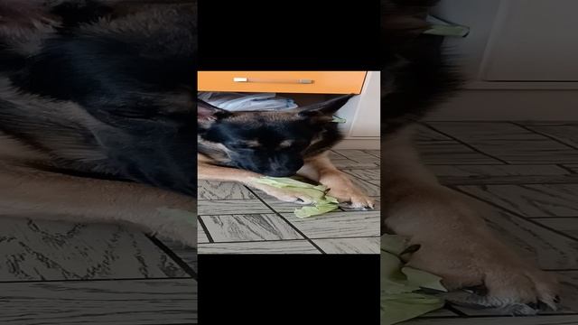 Капустка)))
