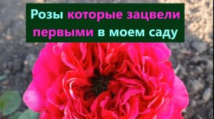 Эти РОЗЫ  самые первые зацвели в моем саду. Обзор РОЗ.