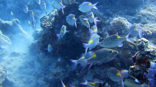 [WG-80] Sample movie #01 смотреть онлайн