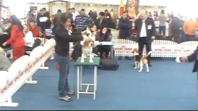 CACIB 2011 ARAD 2-nd day смотреть онлайн