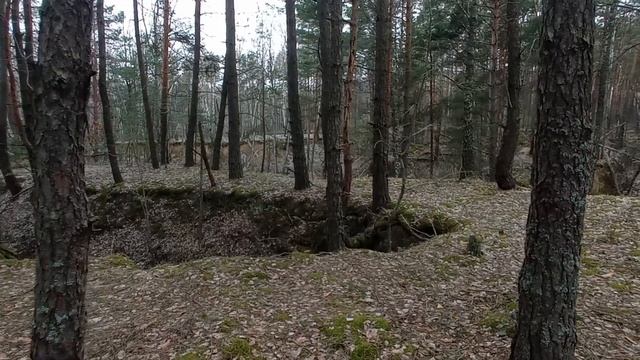 Ищу место где поставить улья в лесу. Не знаю как пчёлам а мне очень нравится то что я нашёл. смотреть онлайн