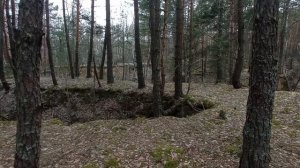 Ищу место где поставить улья в лесу. Не знаю как пчёлам а мне очень нравится то что я нашёл.