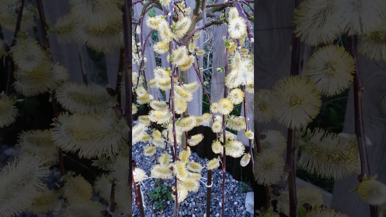 все цветет #сад #саднаюге #дача #садснуля #garden #огород #цветы #природа #flowers