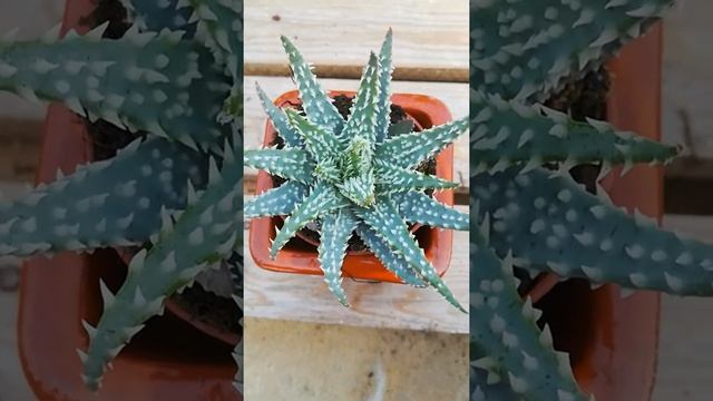 Aloe humilis x pratensis  ? 5€ - 10cm