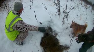 Охота на кабана с карело-финской лайкой.