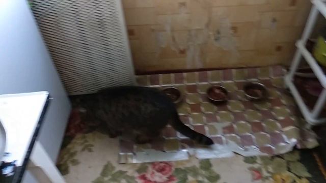 Кошачья жизнь.. Факты о наших котах. Коты вкусно кушают.