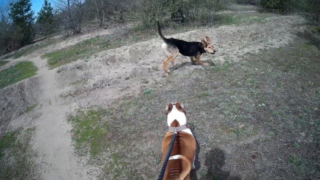 ЦЕПНАЯ ДВОРНЯГА РИСКУЕТ БЫТЬ СЪЕДЕННОЙ АМСТАФФОМ смотреть онлайн