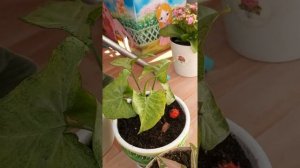 Сингониум уход, полив, пересадка, обрезка, размножение коротко о главном