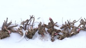 Зимняя посадка пионов в открытый грунт