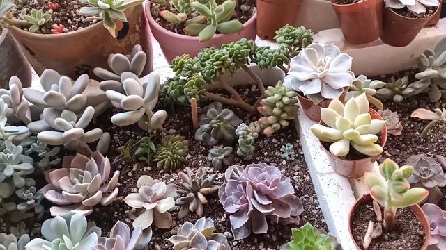 Susuz Sukulentler Hemen Ölür Mü? Susuz Kalan Sukulentler Neden Renk Değiştirir? смотреть онлайн