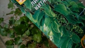 Обзор многолетних семян для сада. Ковыль и лианы для Уральского сада.