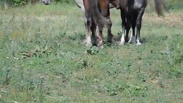 "эх,коротка кольчужка..." смотреть онлайн