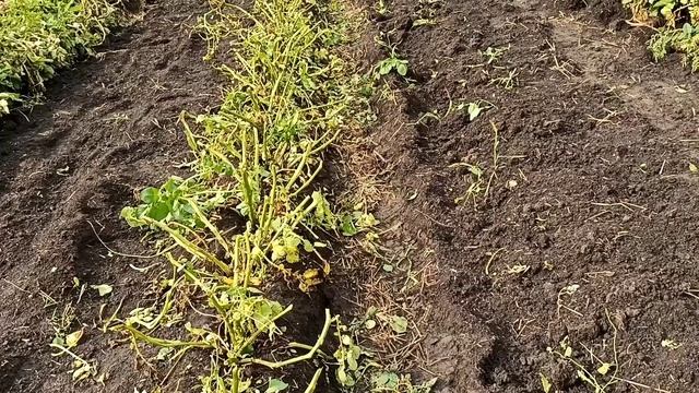 Можно ли копать картошку в успение богородицы. Можно ли копать картошку в успение богородицы