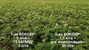 Гербициды на картофеле, Овощной Город Коломна