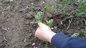 Привитые яблони окулировкой весной - обрезка