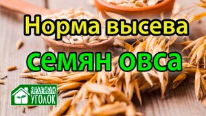 Овес: норма высева