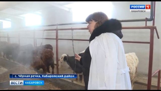 Коров привезли