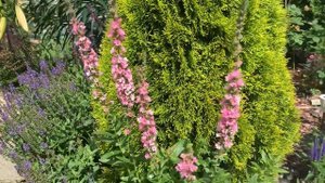 ?ДЕРБЕННИК иволистный (Плакун трава) БЛАШ / ‘BLUSH’. ⭐️Обзор