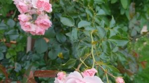 Роза Боника (Bonica)