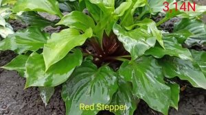 хоста Red Stepper