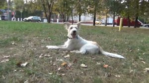 ШОК!! СОБАКА ПОШЛА ГУЛЯТЬ ОДНА. ОН НАС ПОНИМАЕТ????Продакшн собаки.