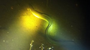 НЕОЖИДАННАЯ ВСТРЕЧА ЗА ПОЛЯРНЫМ КРУГОМ / UNEXPECTED MEETING IN THE ARCTIC CIRCLE