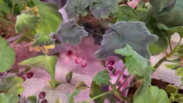 Пеларгонии - черенкование (зимний сад) смотреть онлайн