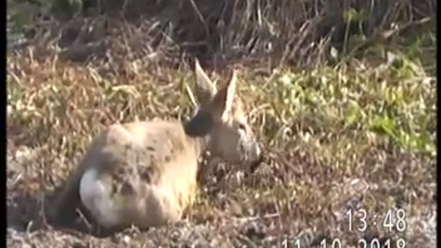 САМЕЦ КОСУЛИ ПОСЛЕ БРАЧНЫХ ИГР ПРИСТУПИЛ К ВОССТАНОВЛЕНИЮ... смотреть онлайн