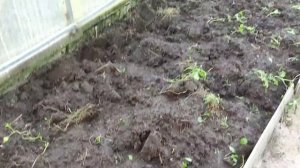 Обработка теплицы осенью. Чем обрабатываю сад осенью. Обработка грунта в теплице осенью.