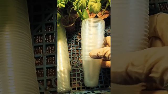 10.01.23 Поставила черенки пеларгонии на укоренение в вермикулит. смотреть онлайн