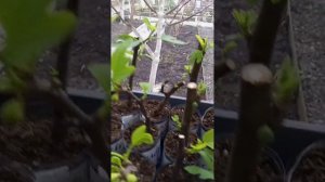 Инжиры. Обзор  02.01.24 саженцев из черенков от Влада Инжирного.