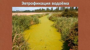 Нитраты в воде | Общая экология