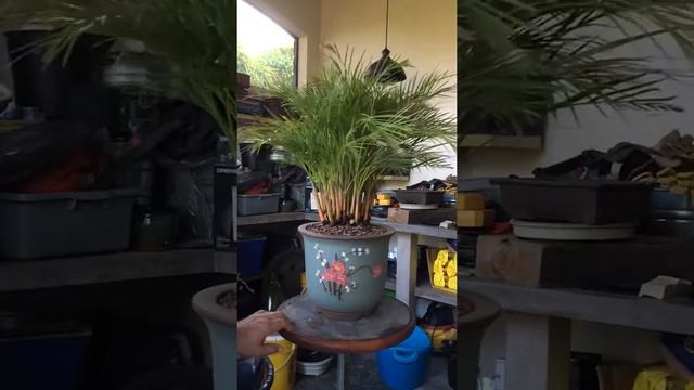 Thai Super Dwarf Dypsis Lutescens Areca Palm Bonsai смотреть онлайн