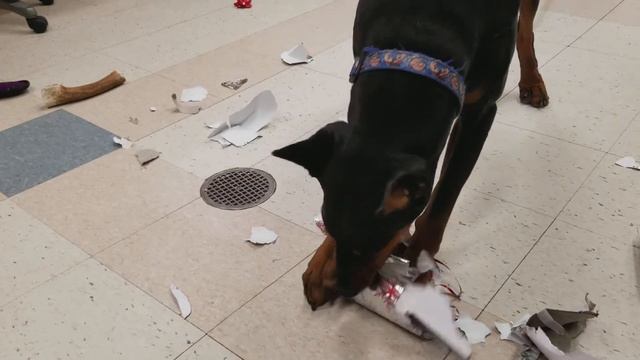Popeye opening presents, Doberman style! смотреть онлайн