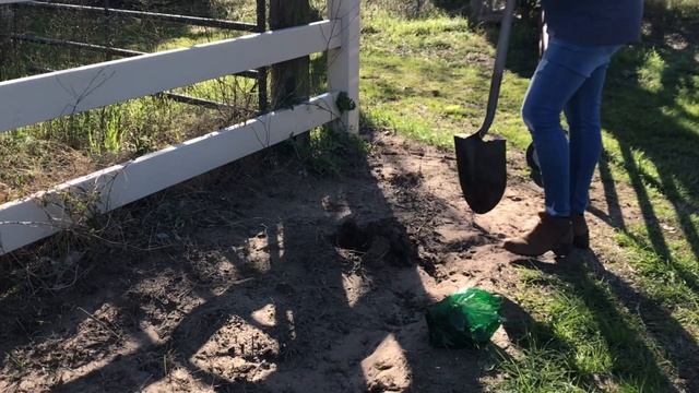 How To Grow Astilbe From Bare Roots ? Gardening смотреть онлайн