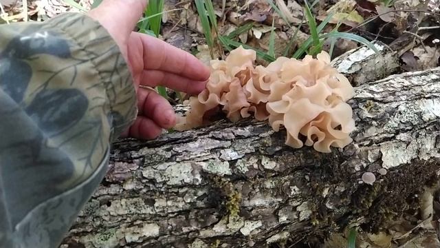 ДРОЖАЛКА ЛИСТВЕННАЯ. Грибная азбука.