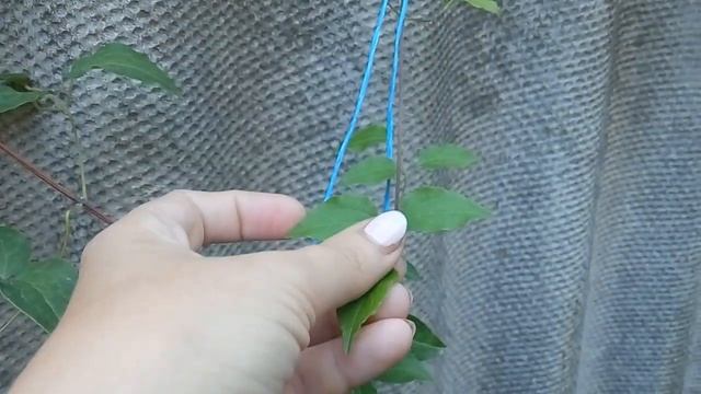 Клематис Bal Zvetov (Бал Цветов)- первое цветение. смотреть онлайн