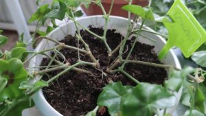 Как ухаживать за плющелистной пеларгонией осенью и зимой