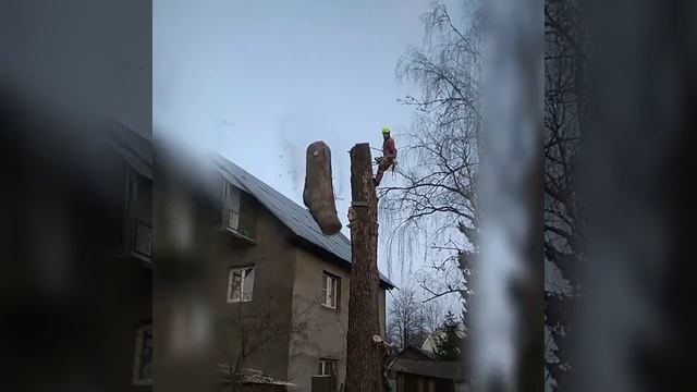 Костя-каскадёр Удаление деревьев, тополь, моя работа!Долгопрудный!осень 2019 смотреть онлайн