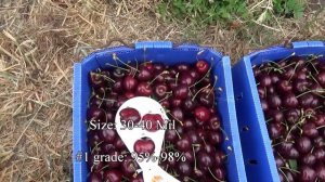 17 tons per hectare of Kordia cherries under Cravo retractable roof,  Reid Fruits, Jan  20, 2020