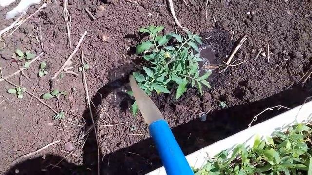 Помидоры.  Подкормка . Чем подкормить.