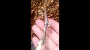 Зимняя прививка ВИШНИ, ЧЕРЕШНИ И ГРУШИ продолжение