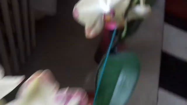 Fleurs de phalaenopsis jaune et rose смотреть онлайн