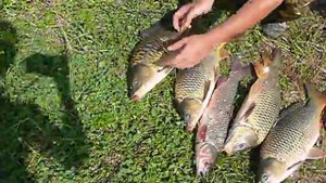 старооскольская рыбалка ))