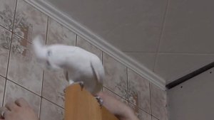 Какаду Гоффина. "Заглючило"