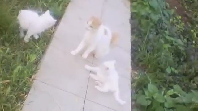 Кошка турецкий ван учит котят драться смотреть онлайн